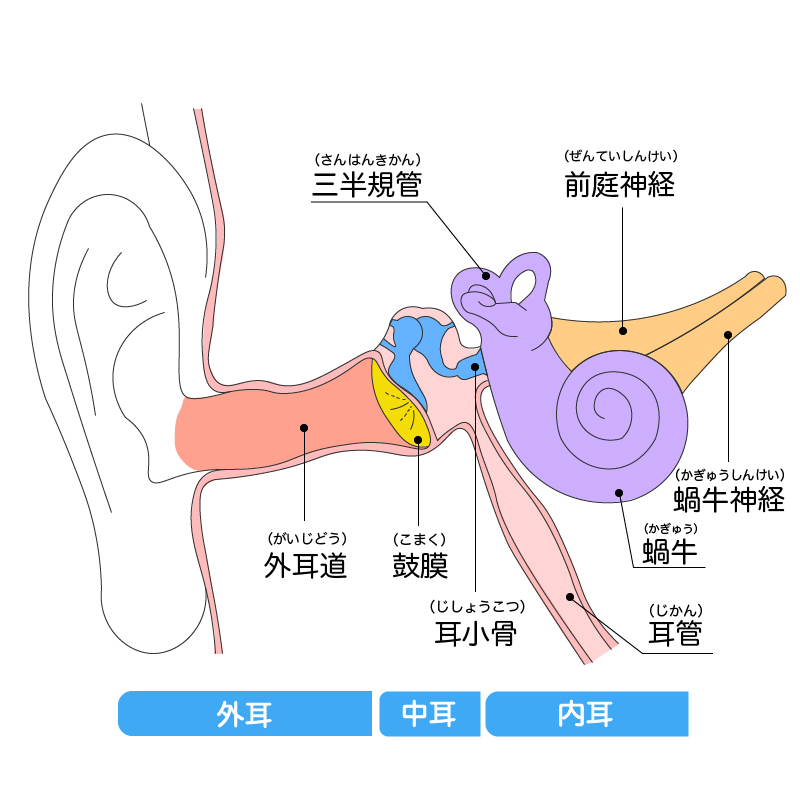 人口内耳とは2